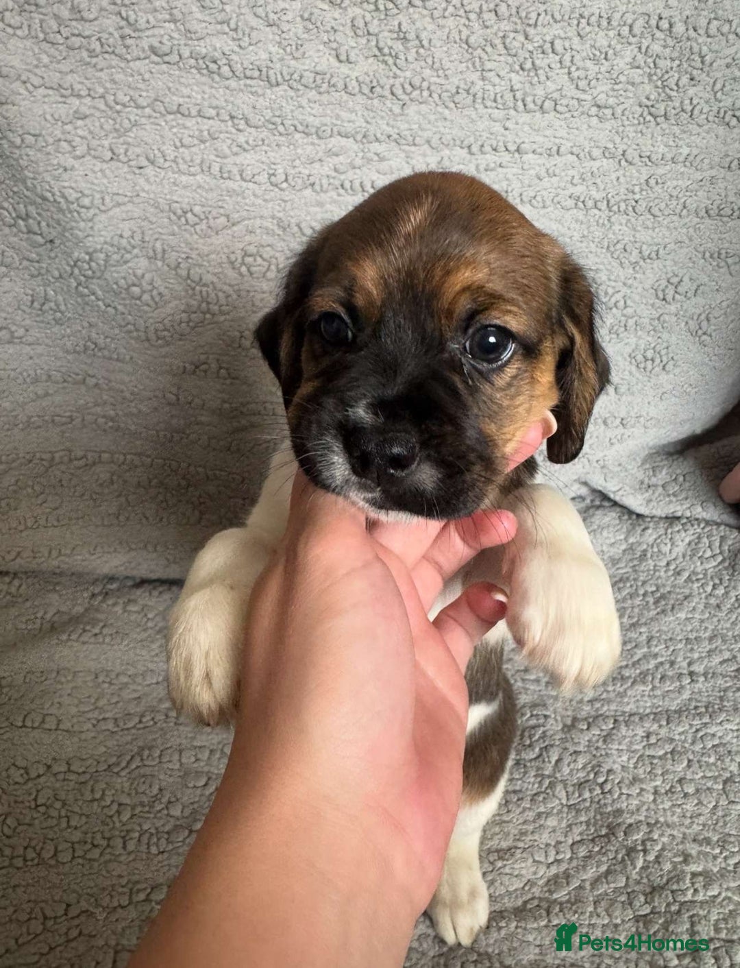 Puggle dogs for sale:  Puggle’s For Sale 🐶  - Image 12