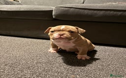 American Bully dogs for sale: Micro Bully puppies for sale!  - Advert 2