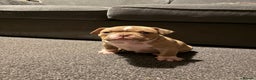 American Bully dogs for sale: Micro Bully puppies for sale!  - Advert 8