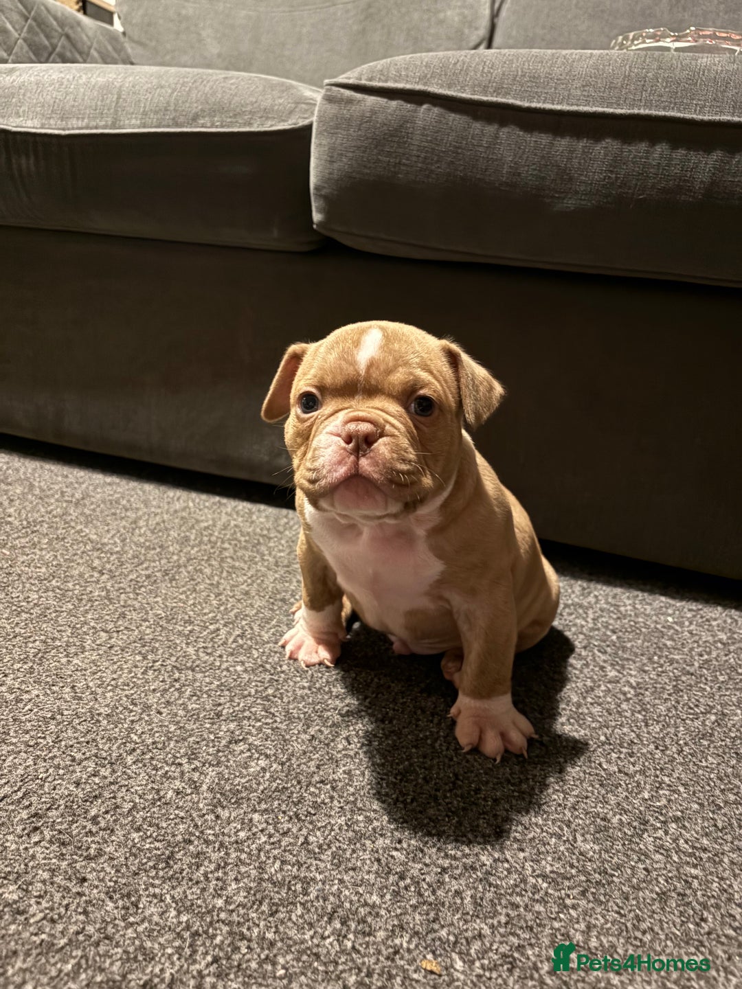American Bully dogs for sale: Micro Bully puppies for sale!  - Advert 2