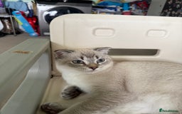 Scottish Fold cats for sale: British Shorthair and Scottish Fold - Image 24