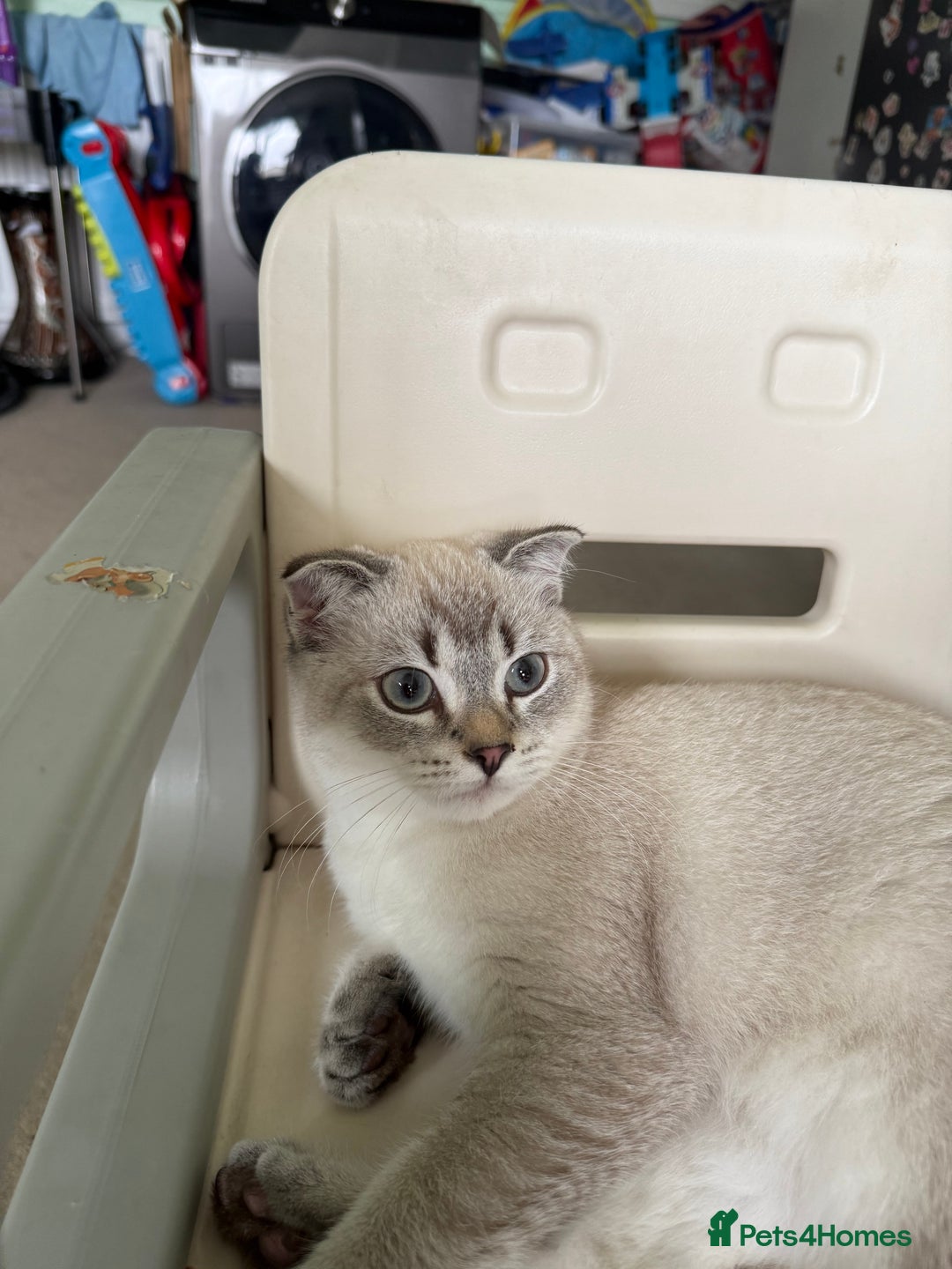 Scottish Fold cats for sale: British Shorthair and Scottish Fold - Image 24