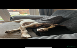 English Springer Spaniel dogs for sale: Rehoming male springer spaniel  - Image 6