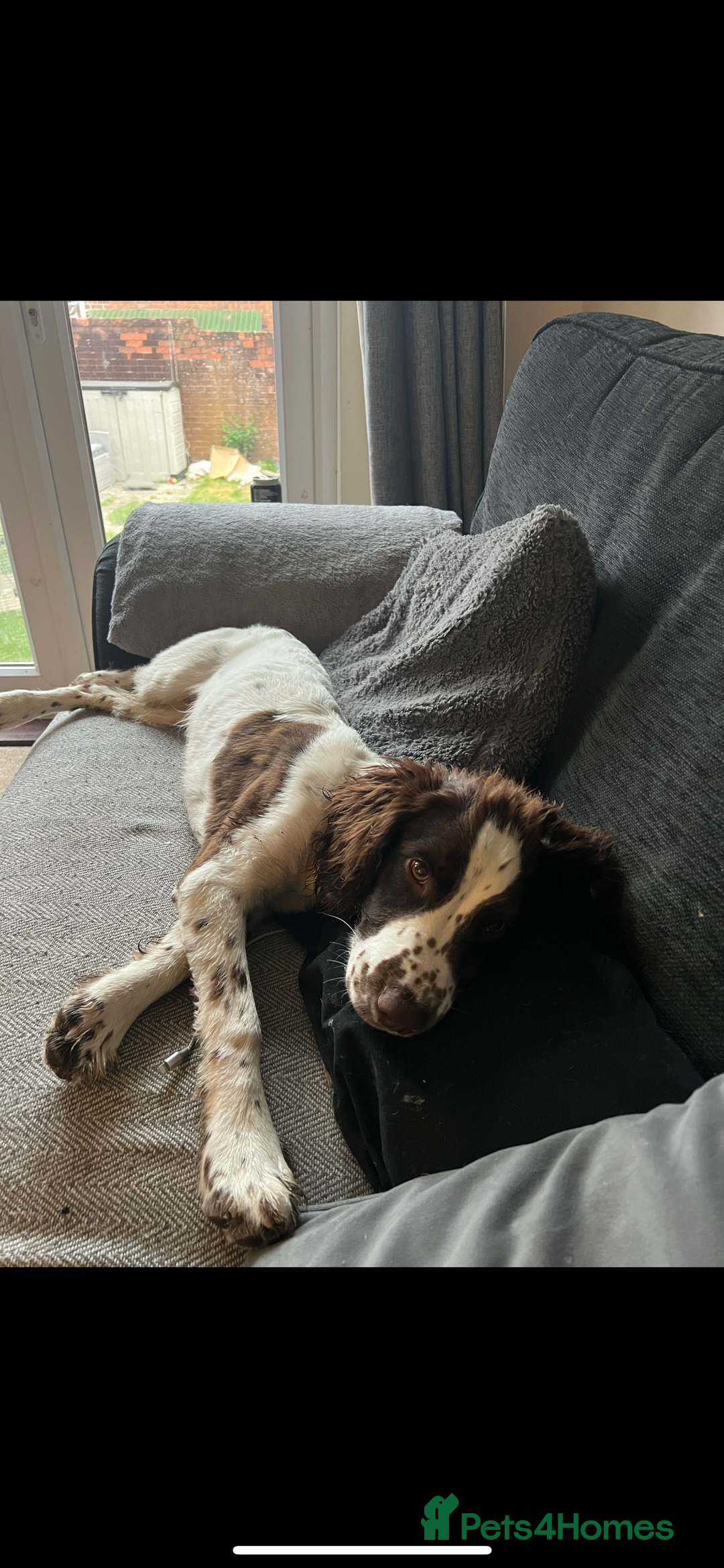 English Springer Spaniel dogs for sale: Rehoming male springer spaniel  - Image 6