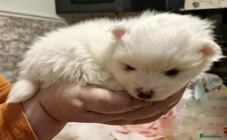 Pomeranian dogs - Advert 4