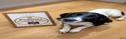 English Springer Spaniel dogs for sale: Gorgeous KC Reg Springer Spaniel Pups  - Advert 12