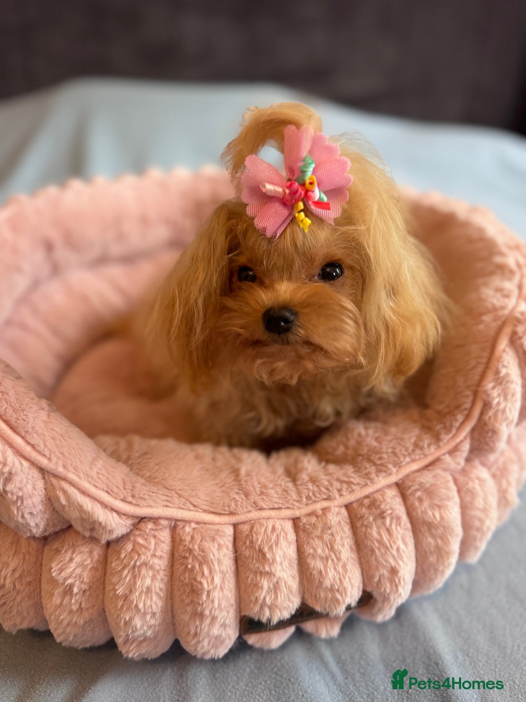 Maltipoo dogs for sale: Small Maltipoo female for sale - Advert 4