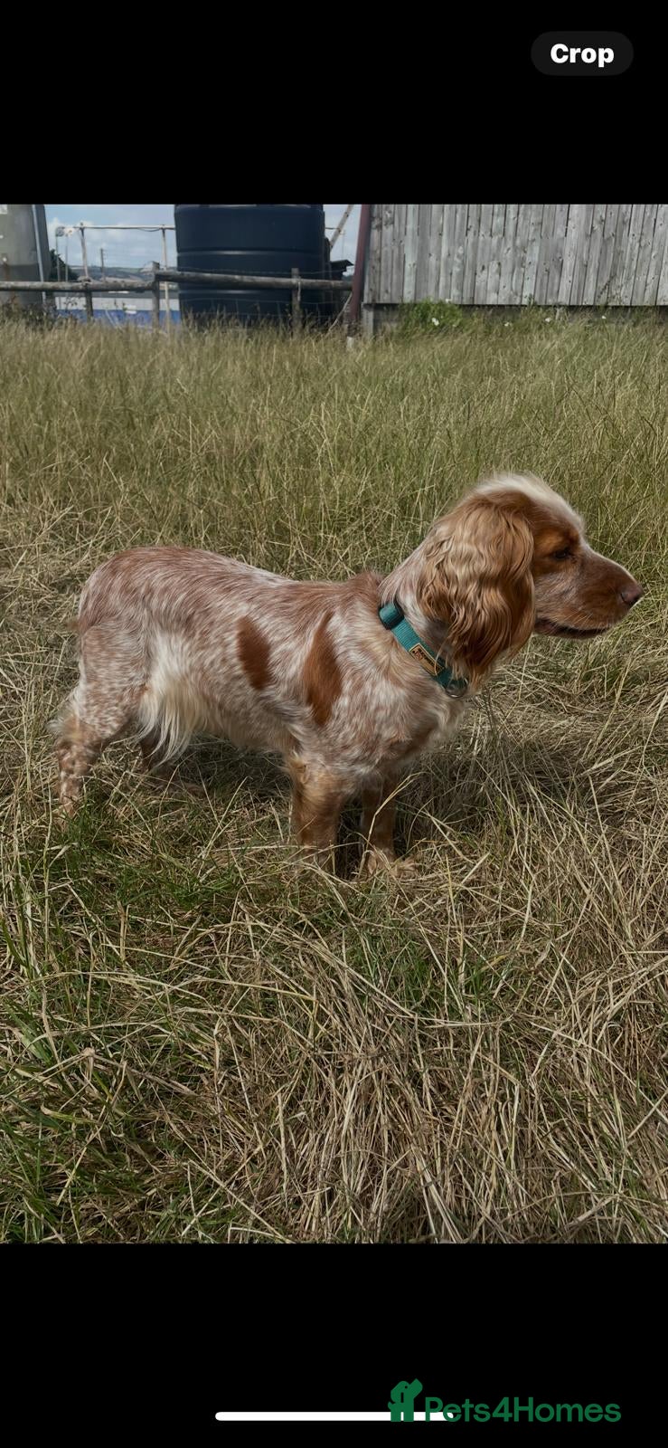 Cocker Spaniel dogs Working Cocker Spaniels. KC Registered - Advert 1