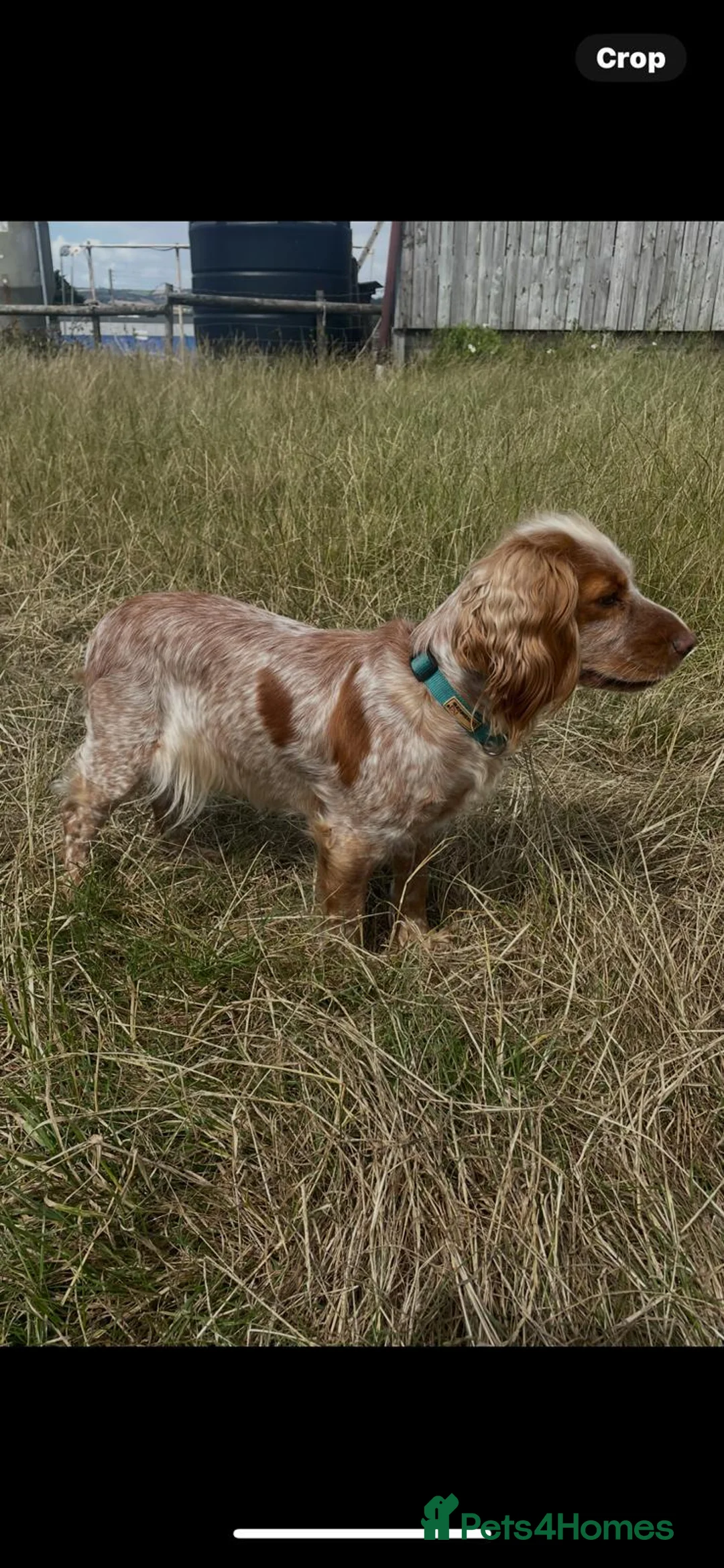 Cocker Spaniel dogs for sale: Working Cocker Spaniels. KC Registered - Advert 1