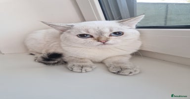 Scottish Fold cats - Advert 4