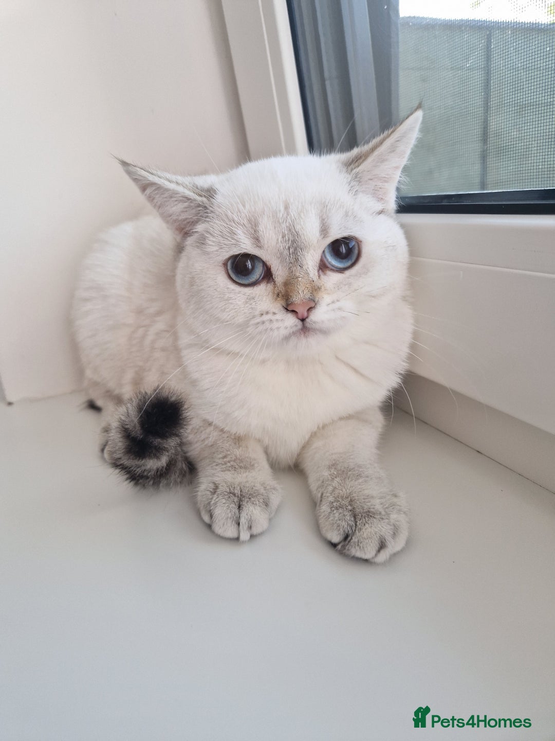 Scottish Fold cats for sale: Schotish straith and fold kittens😻 - Image 3