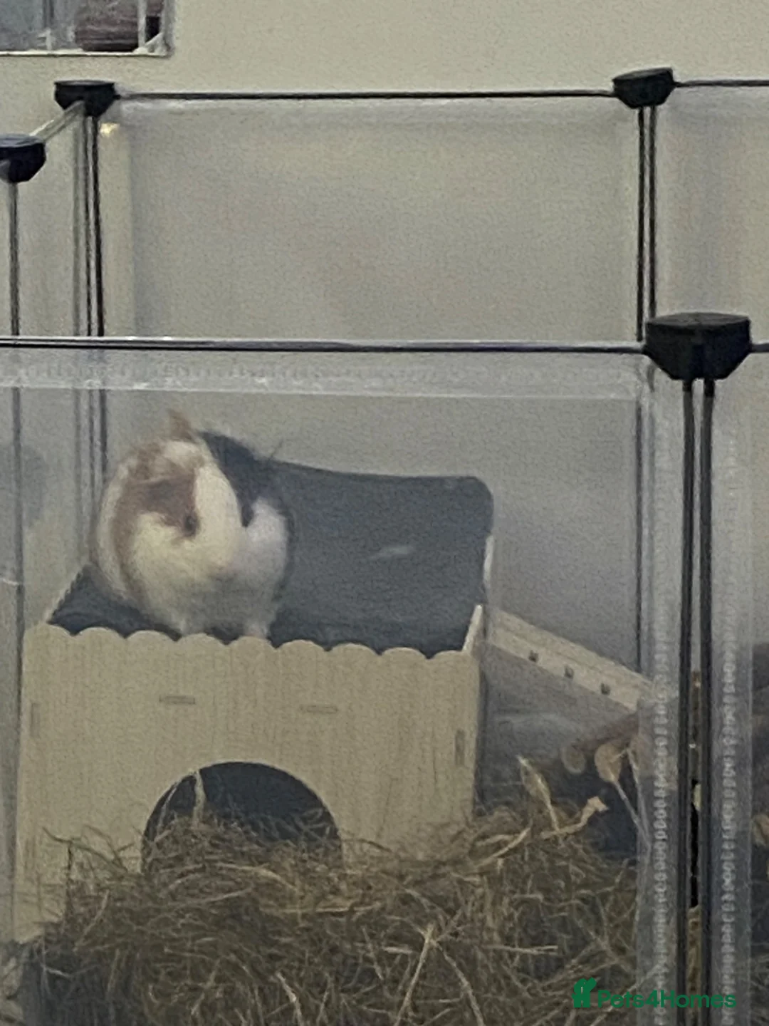 Guinea Pig rodents for sale: two boys guinea pigs  in Kenilworth - Advert 2