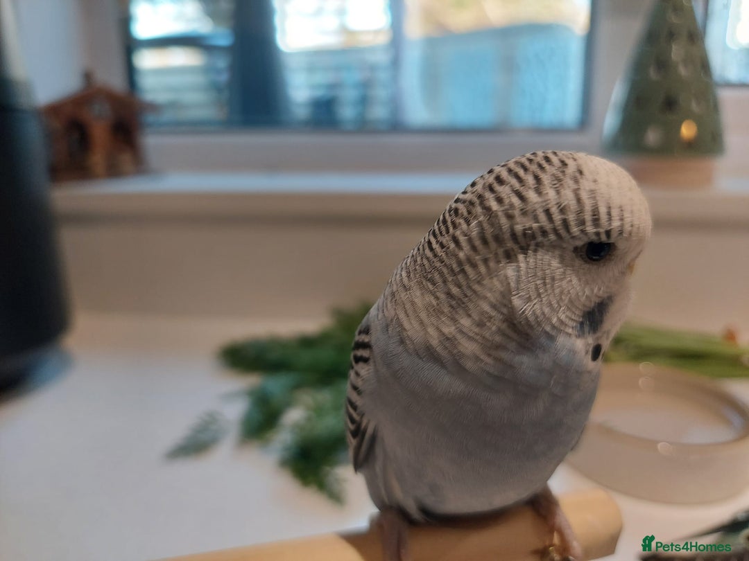 Budgerigars birds for sale: Tame Baby Budgies - Advert 16