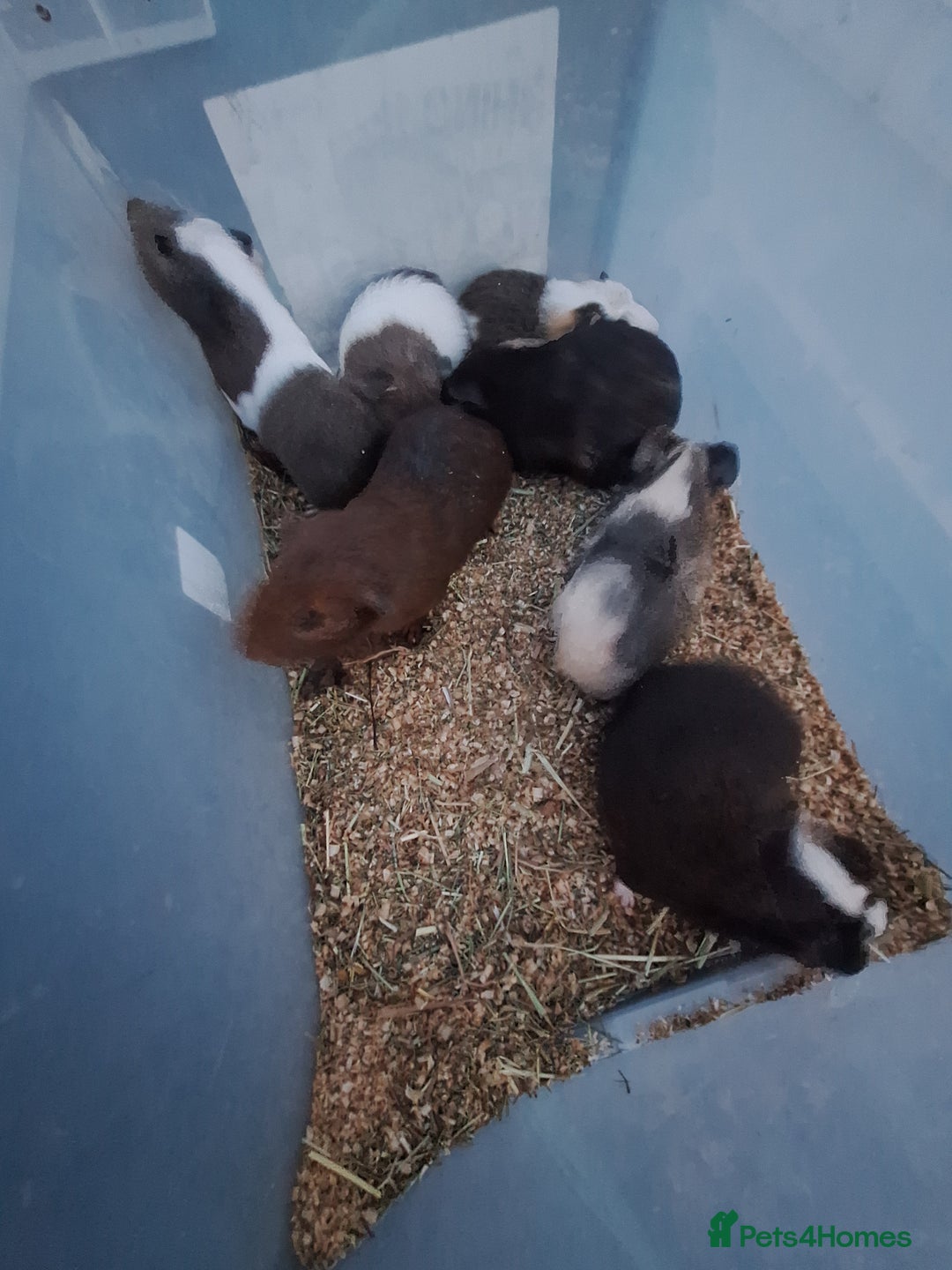 Guinea Pig rodents for sale: Baby male guinea pigs for sale £25 each  - Advert 5