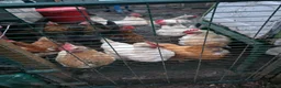 Chickens poultry for sale: 22 chickens and various coops for sale - Advert 4
