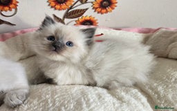 Ragdoll cats for sale: Registered male Ragdoll kittens  - Image 8