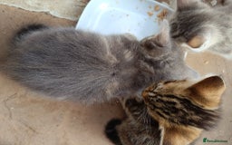 Mixed Breed cats for sale: Adorable kitties ready to go.  - Image 16