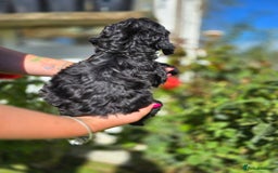 Cockapoo dogs for sale: F1 working cockapoo puppies - Image 21