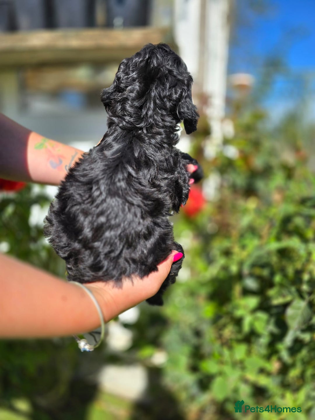Cockapoo dogs for sale: F1 working cockapoo puppies - Image 21