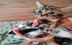 Mixed Breed cats for sale: Kittens - Image 7