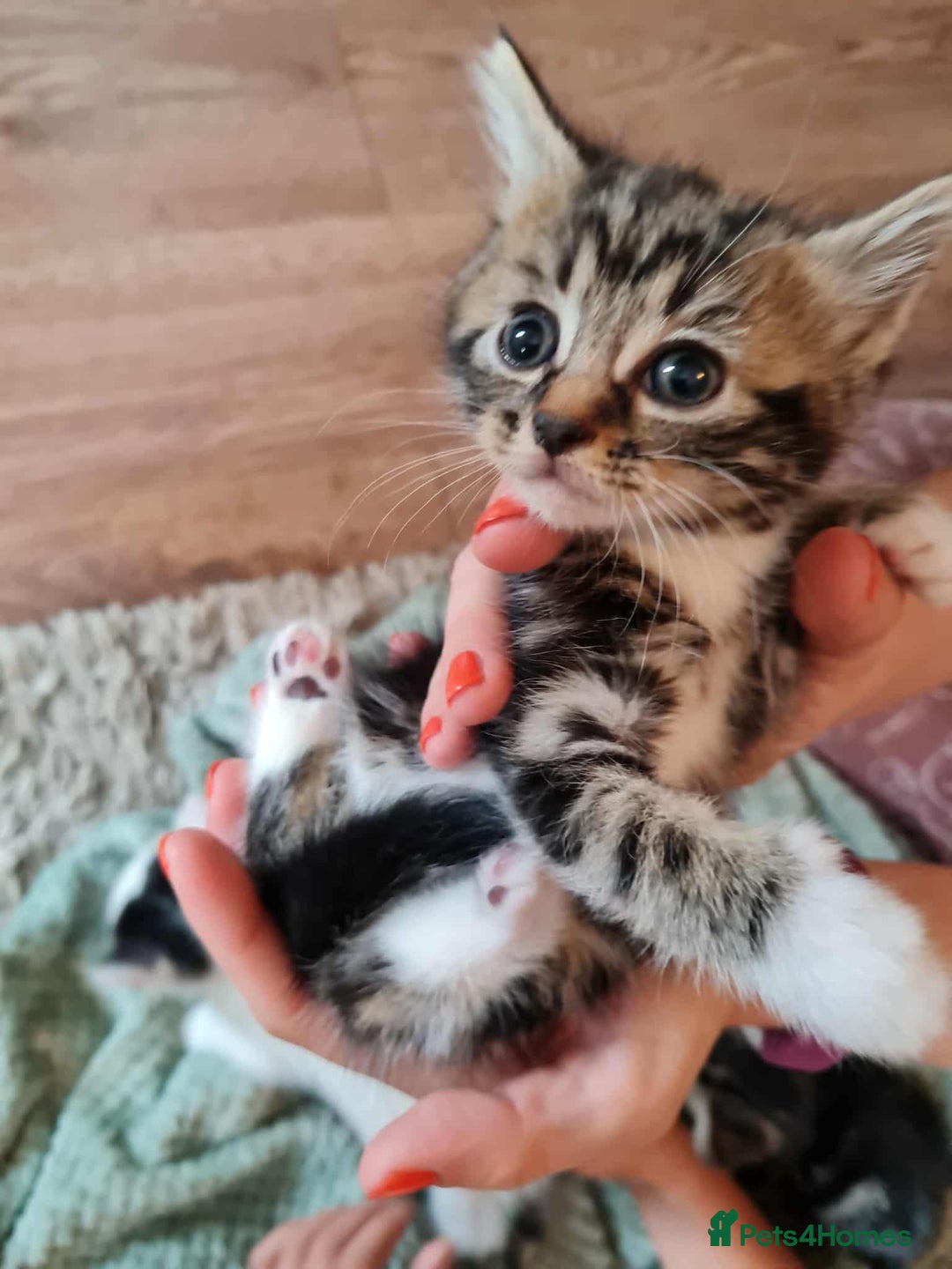 Mixed Breed cats for sale: Kittens - Image 7