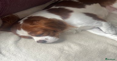 Cavalier King Charles Spaniel dogs 6 cavalier king Charles spaniel puppies - Advert 4