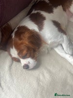 Cavalier King Charles Spaniel dogs 6 cavalier king Charles spaniel puppies - Advert 10