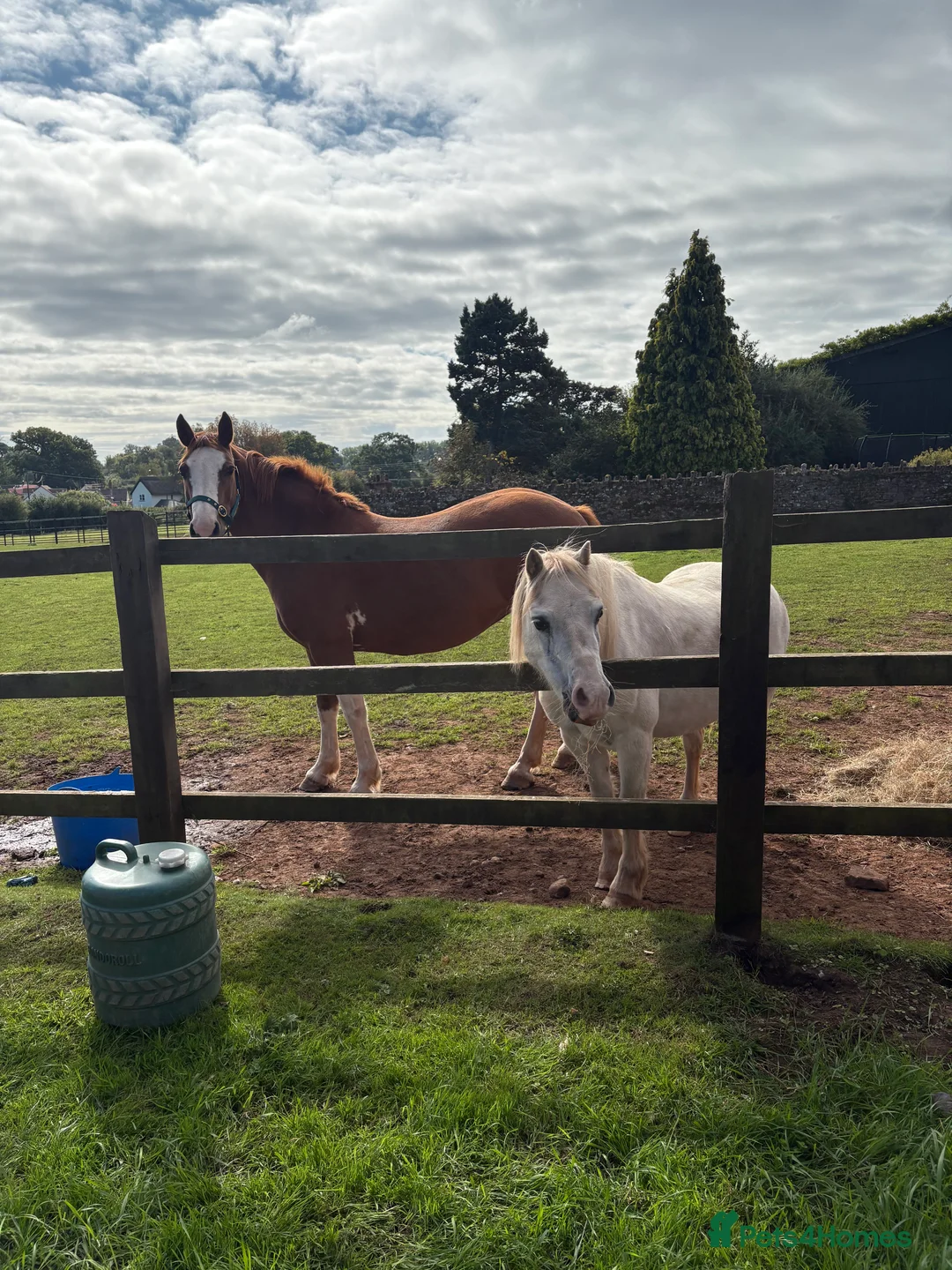 Welsh Section A horses for sale: Welsh section A grey pony  - Advert 6