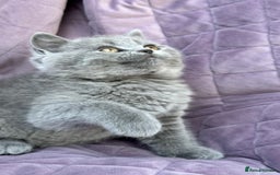 British Shorthair cats for sale: British shorthair kittens🐻🐻‍❄️🐻🐻‍❄️🐻🐻‍❄️ - Image 9