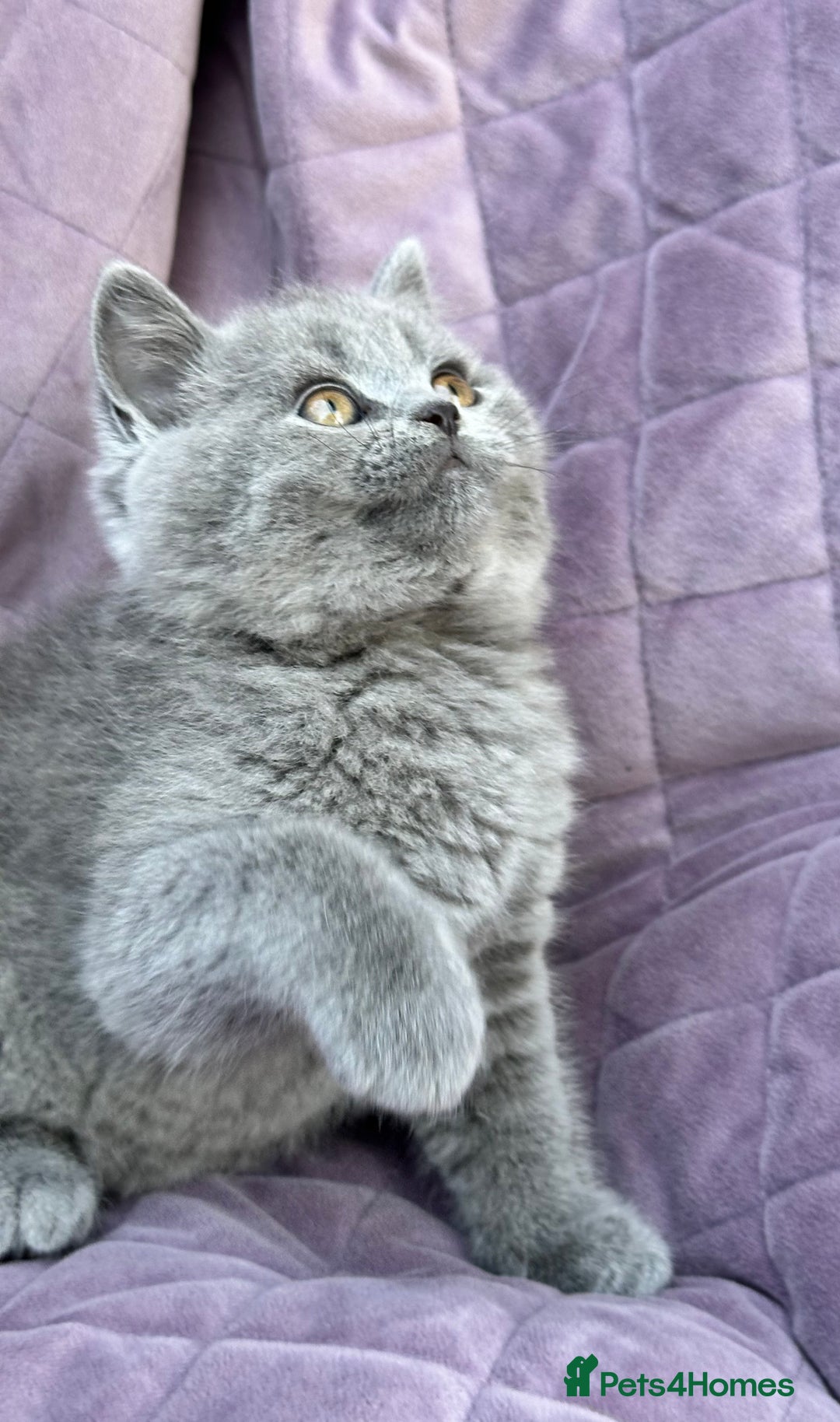 British Shorthair cats for sale: British shorthair kittens🐻🐻‍❄️🐻🐻‍❄️🐻🐻‍❄️ - Image 9