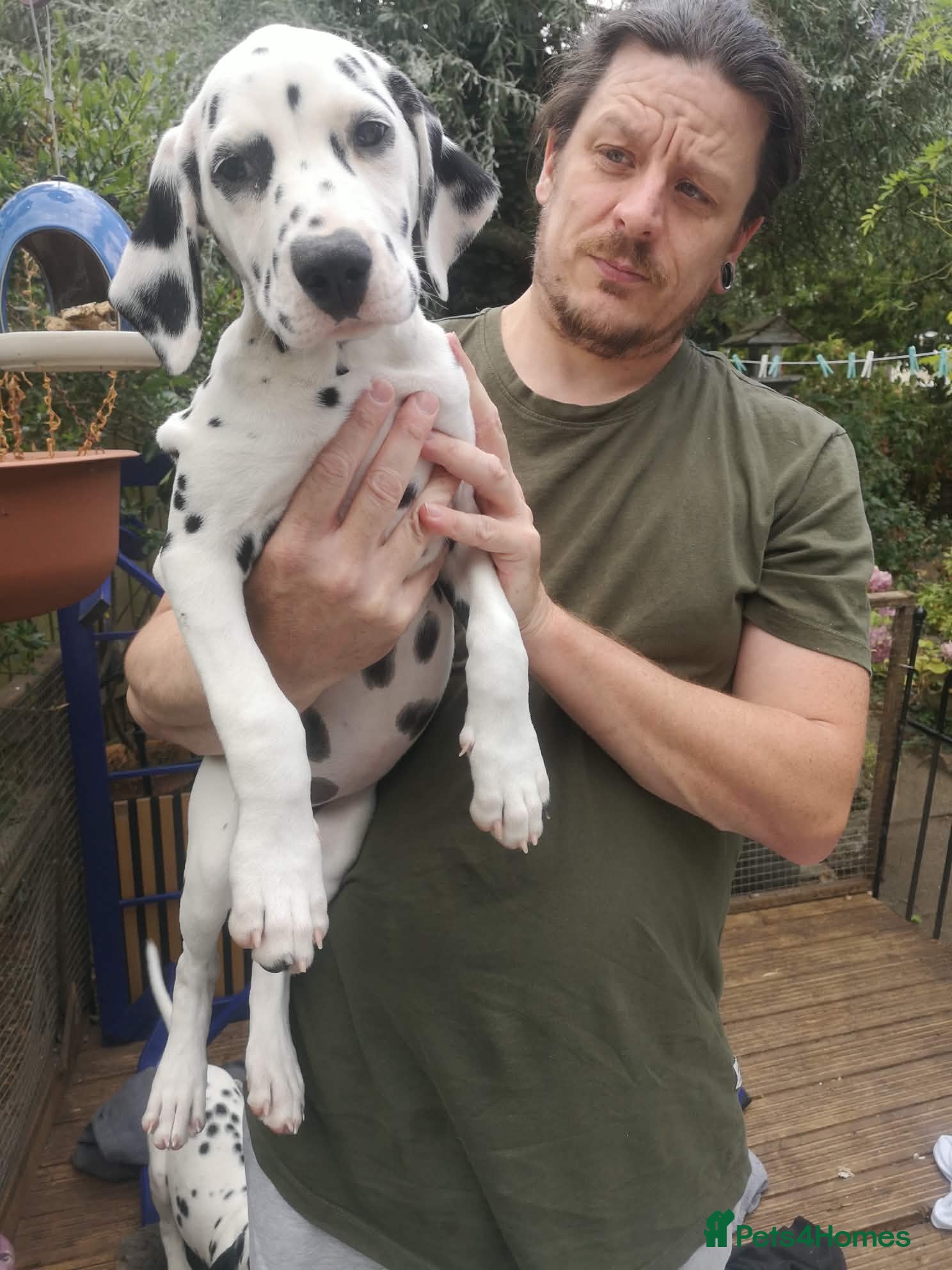 Dalmatian dogs Beautiful Purebred Black-Spotted Dalmatian Puppies - Advert 3