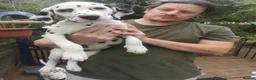 Dalmatian dogs for sale: Beautiful Purebred Black-Spotted Dalmatian Puppies - Advert 1