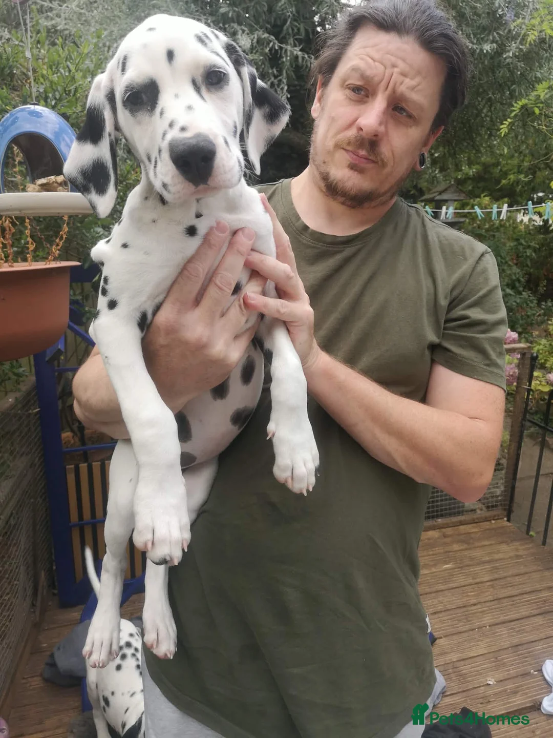 Dalmatian dogs for sale: Beautiful Purebred Black-Spotted Dalmatian Puppies - Advert 1
