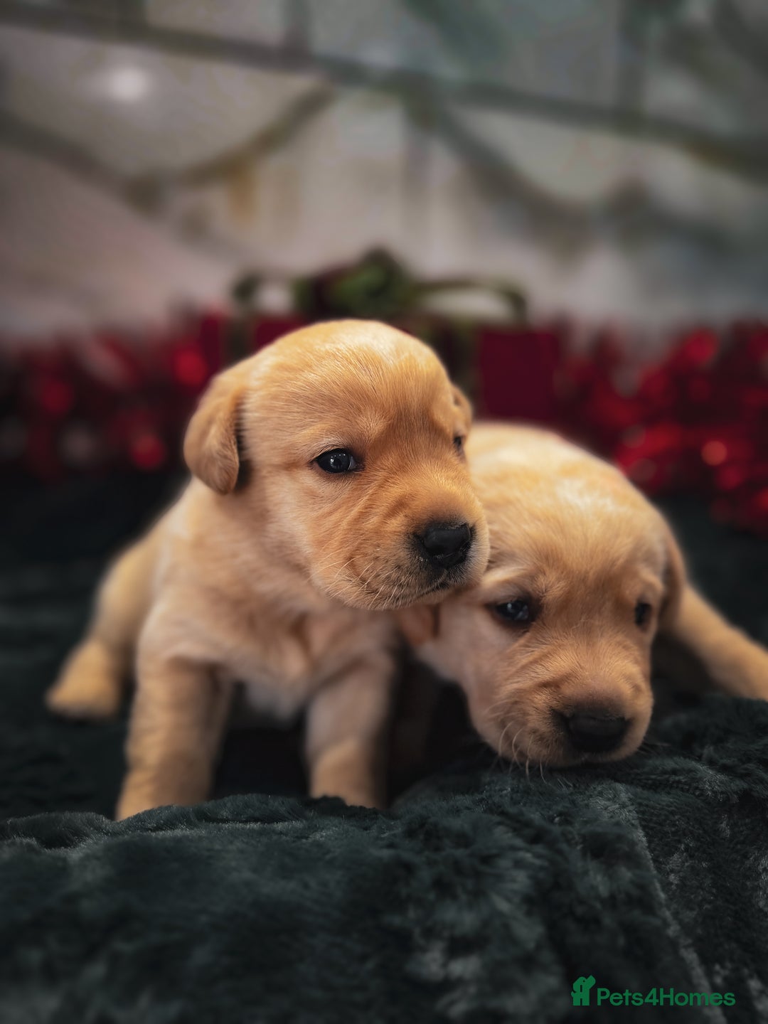 Labrador Retriever dogs for sale: Gorgeous Half Show KC Labrador Retriever Puppies - Advert 6