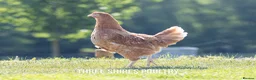 Chickens poultry for sale: Shires Brown Hybrid  - Advert 4