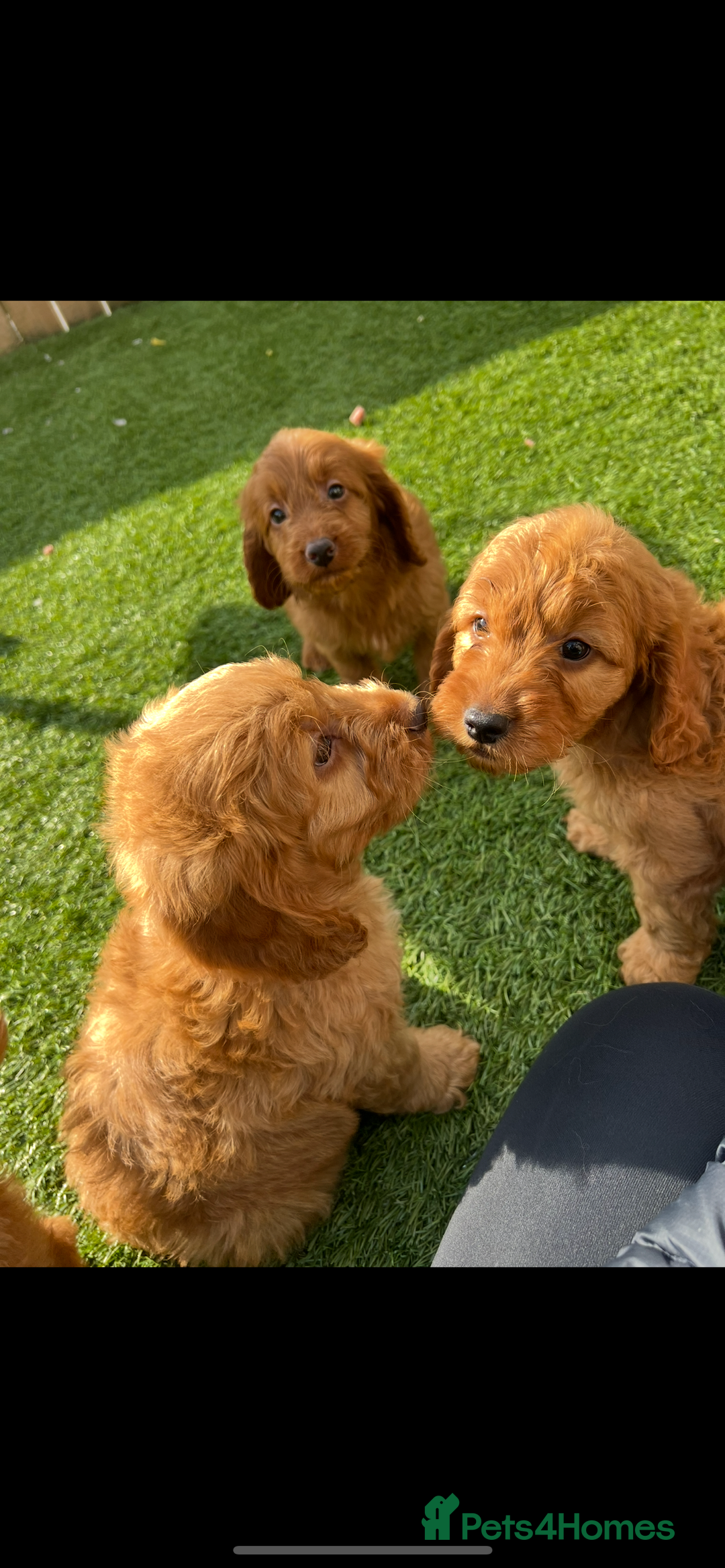 Cockapoo dogs for sale: Red Cockerpoo Puppies - Image 8