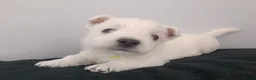 West Highland Terrier dogs for sale: RKC west highland white terrier puppies  - Advert 9