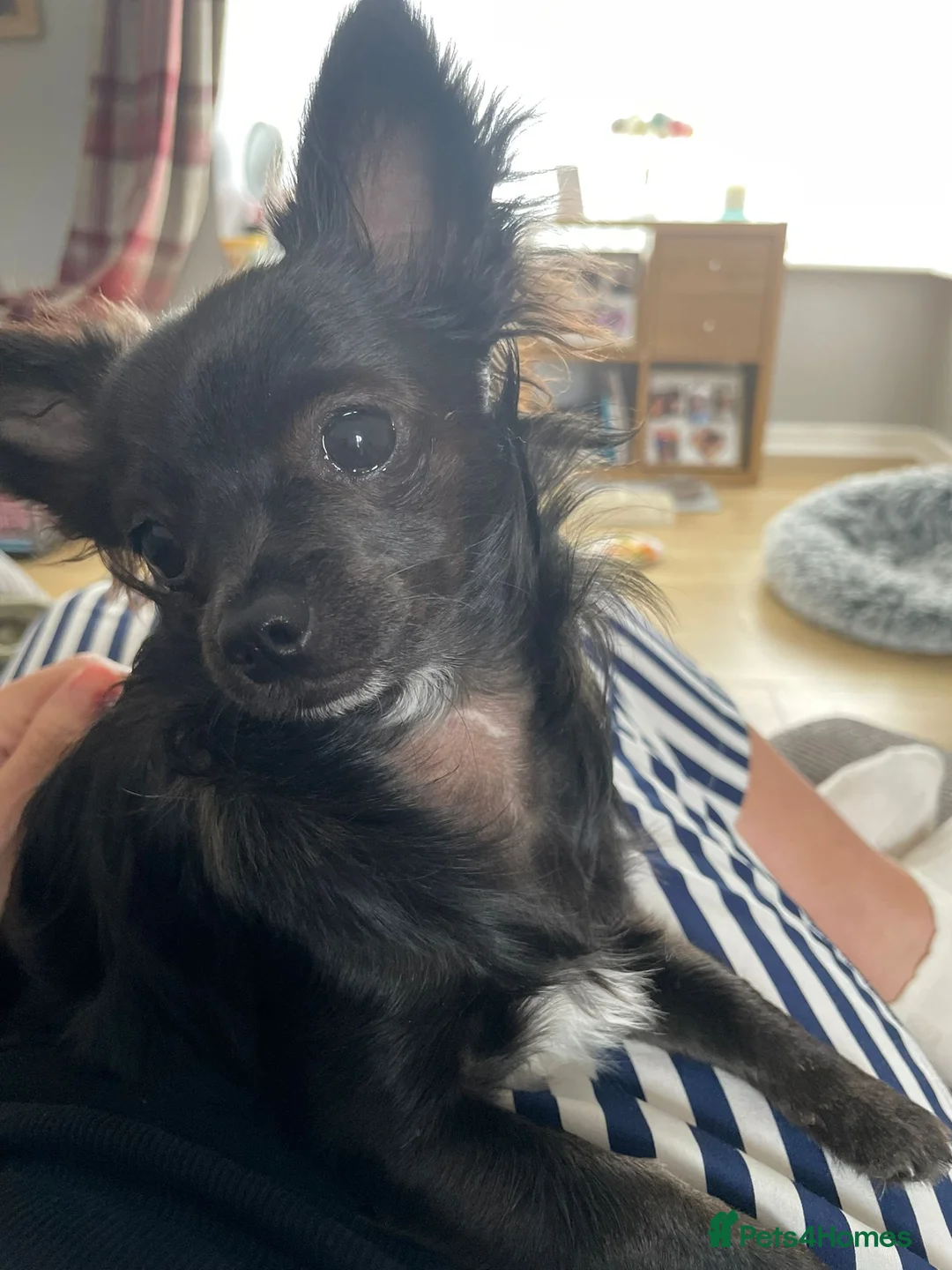 Chihuahua dogs for sale: Ready to go whenever. in Birmingham - Advert 4