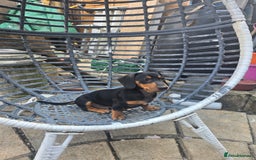 Dachshund dogs for sale: Dauchund puppies - Image 8