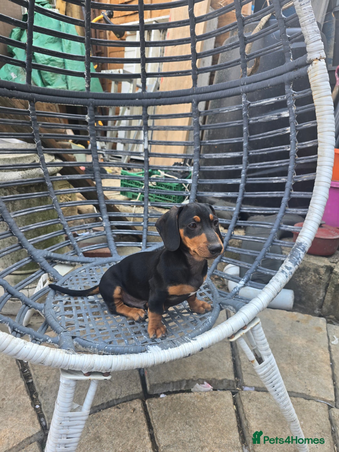 Dachshund dogs for sale: Dauchund puppies - Image 8