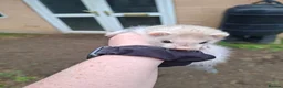 Ferret rodents for sale: Kits  - Advert 7