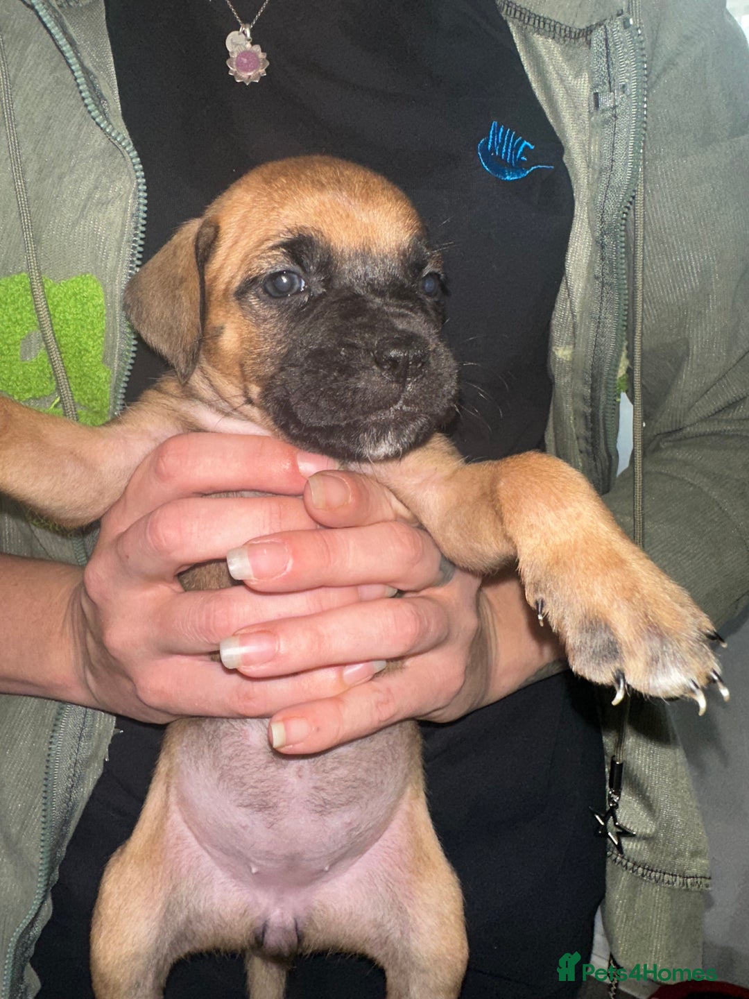 Mixed Breed dogs for sale: Cane corso X staff - Image 14