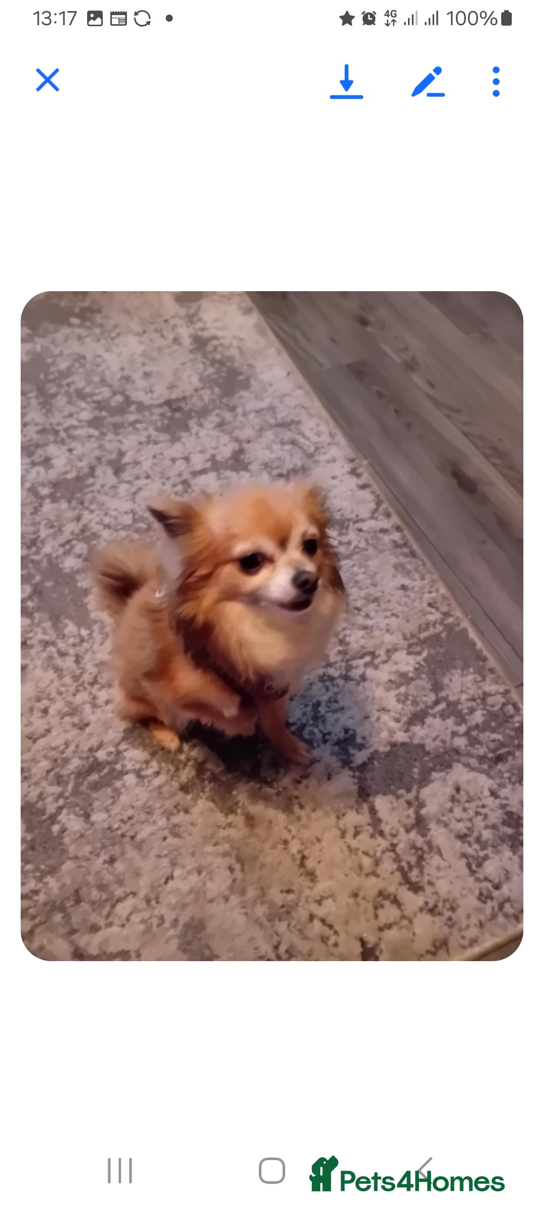 Chihuahua dogs for sale: CHIHUAHUA  - Image 7