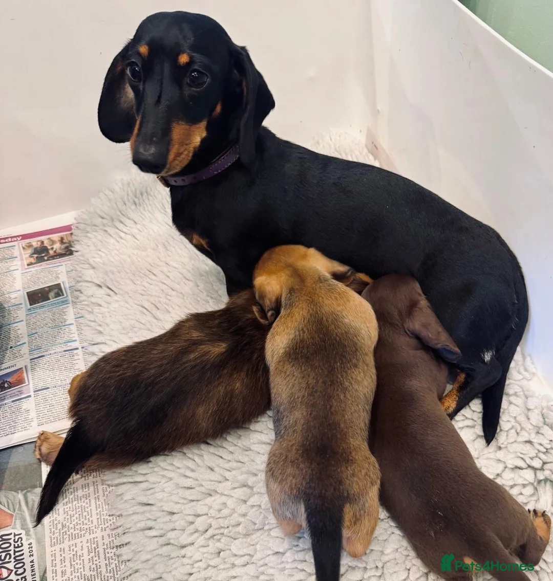 Miniature Dachshund dogs for sale: Quality miniature dachshunds  - Advert 13