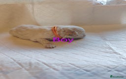 Shihpoo dogs for sale: 6 shihpoo puppies boys and girls avail - Image 2