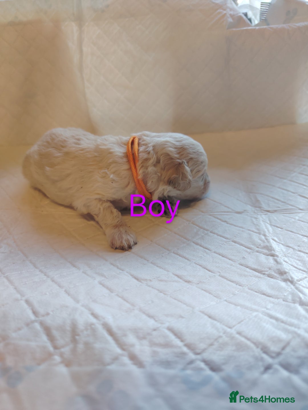Shihpoo dogs for sale: 6 shihpoo puppies boys and girls avail - Image 2