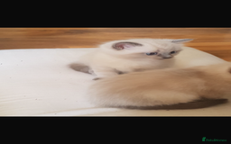 Ragdoll cats for sale: Half rag doll for sell  - Image 12