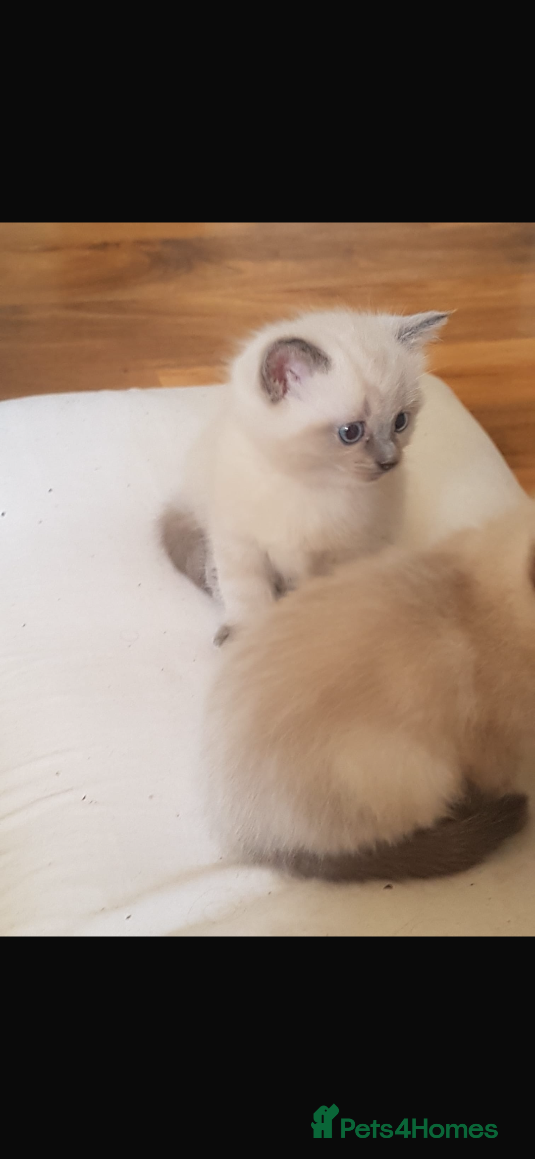 Ragdoll cats for sale: Half rag doll for sell  - Image 12