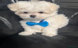 Maltese dogs for sale: 🤩Gorgeous little boy 🤩 - Image 5