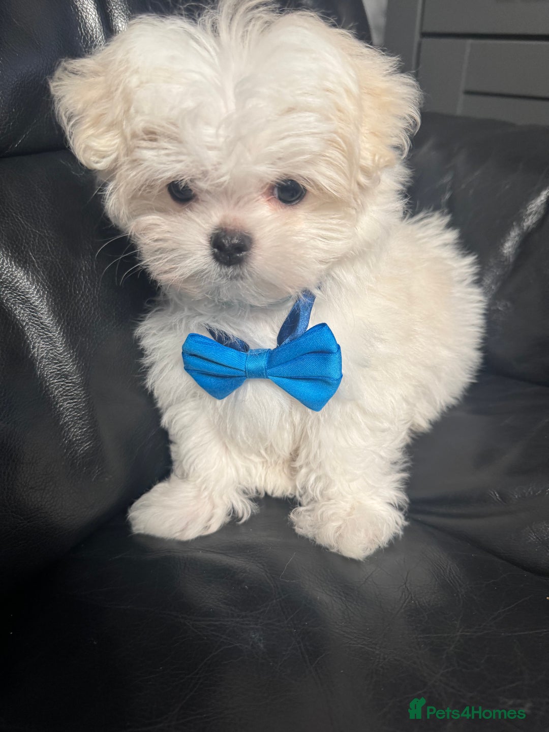 Maltese dogs for sale: 🤩Gorgeous little boy 🤩 - Image 5